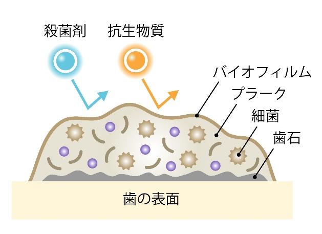 バイオフィルム
