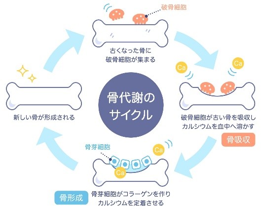 骨粗しょう症の説明図