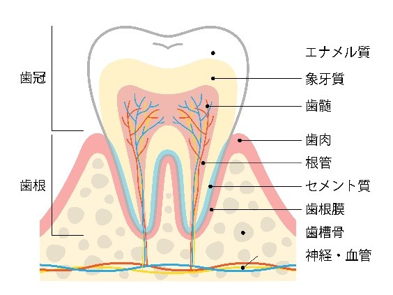 歯の構造